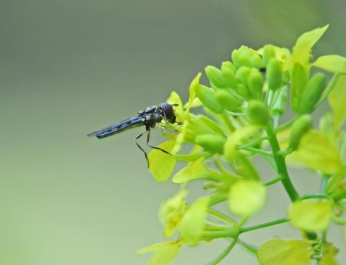 Réf. 267 804 : Platycheirus sp.